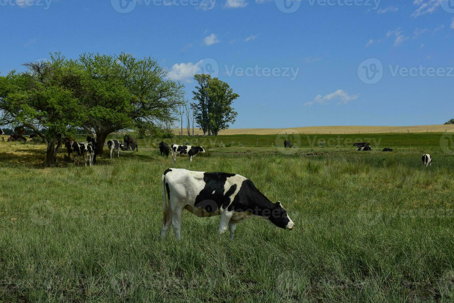 novillos alimentado en pastar, la pampa, argentina foto