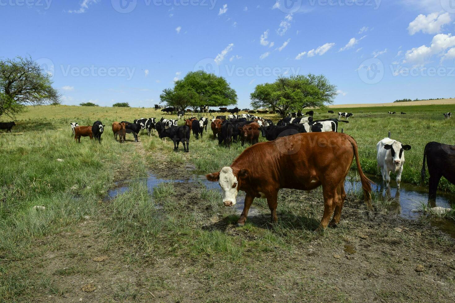 Steers fed on pasture, La Pampa, Argentina photo