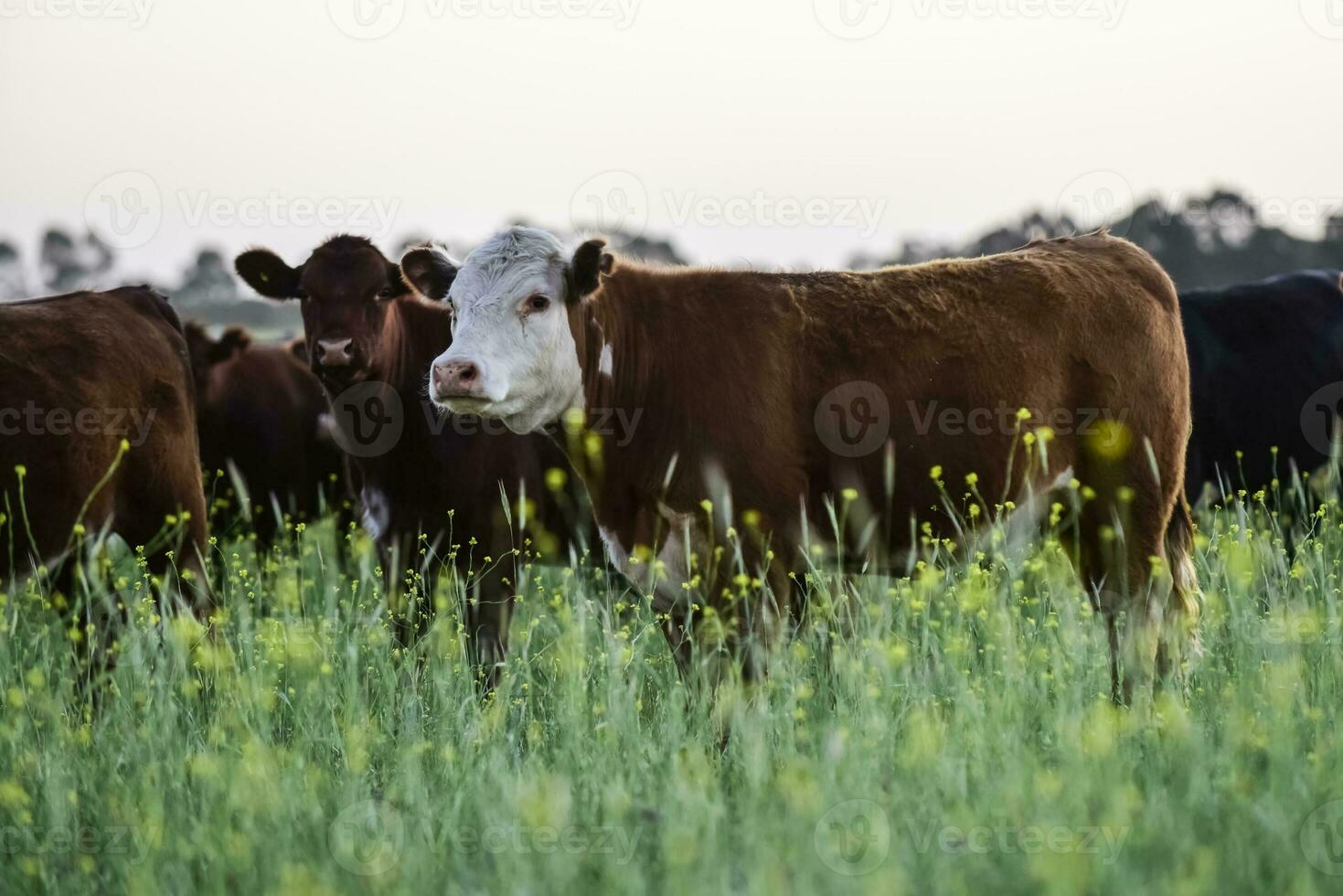 Cattle in Argentine countryside, Buenos Aires Province, Argentina. photo
