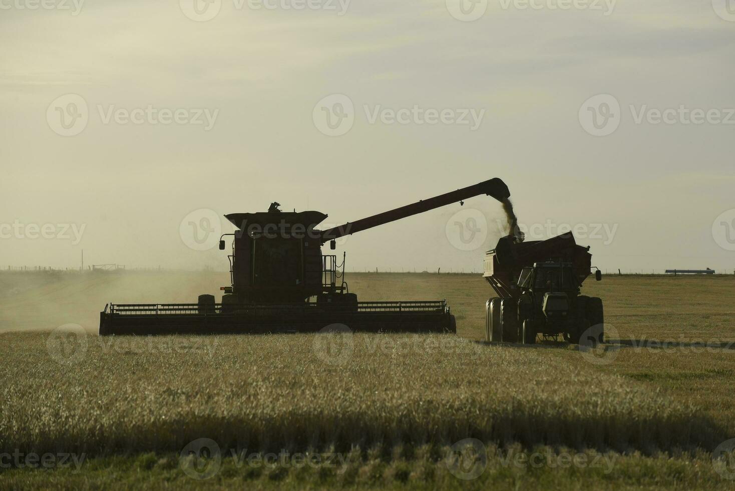 Harvester machine, harvesting in the Argentine countryside, Buenos Aires province, Argentina. photo