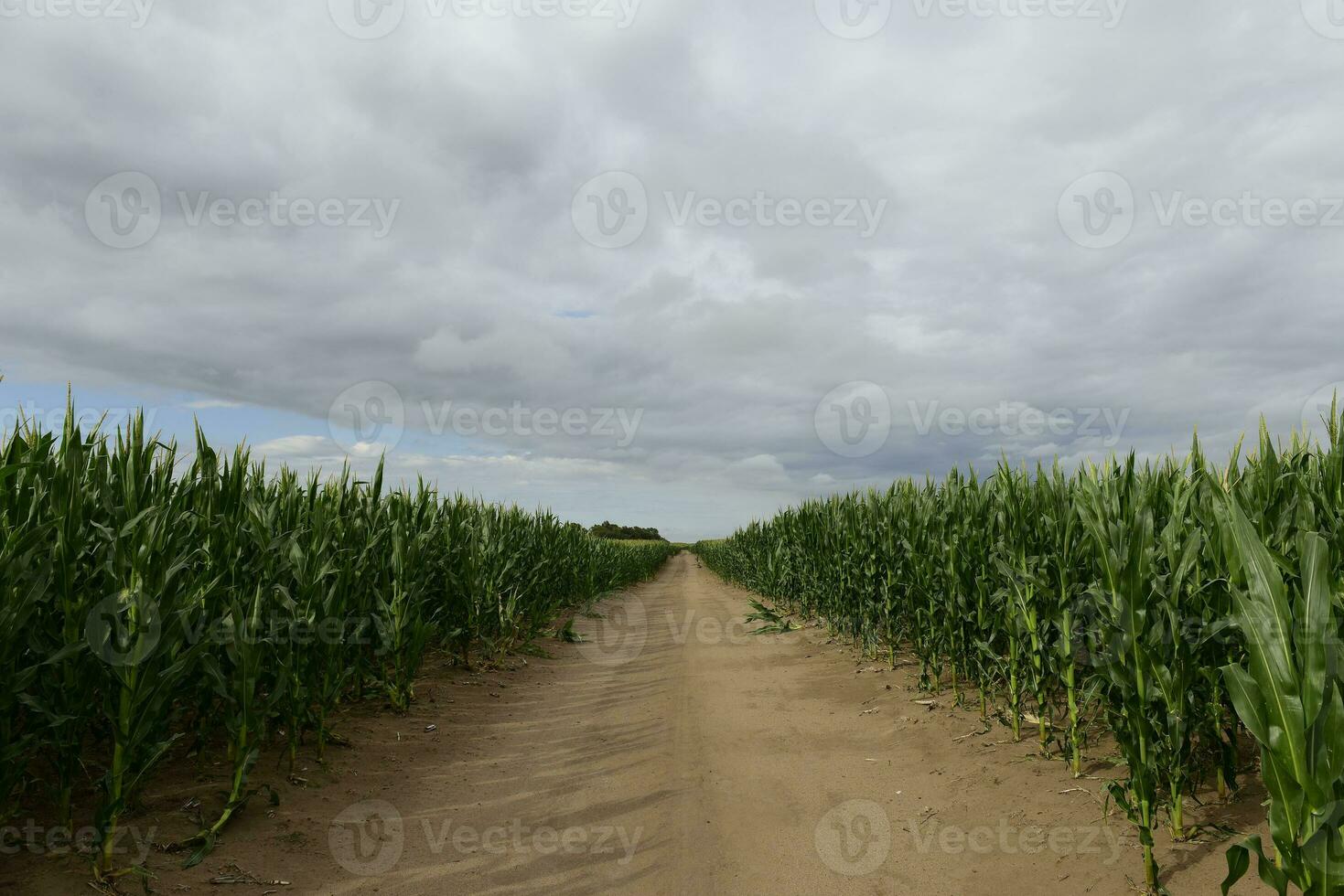 Cornfield in Buenos Aires Province, Argentina photo