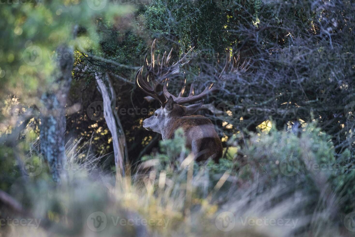 Red deer in Calden Forest environment, La Pampa, Argentina, Parque Luro, Nature Reserve photo