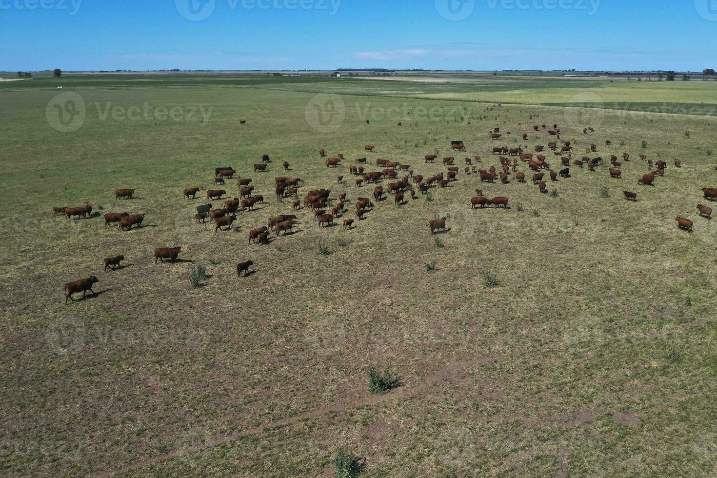 Cattle raising in pampas countryside, La Pampa province, Argentina. photo