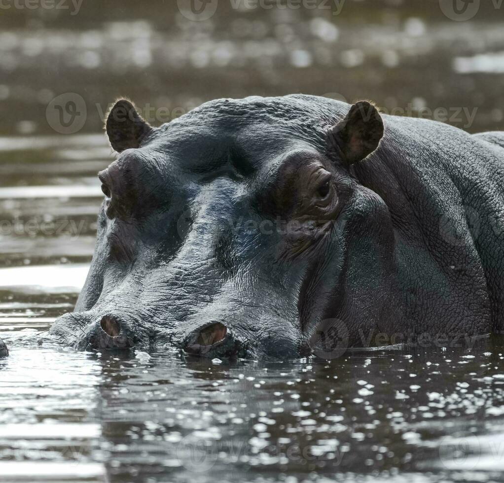 africano hipopótamo, sur África, en bosque ambiente foto