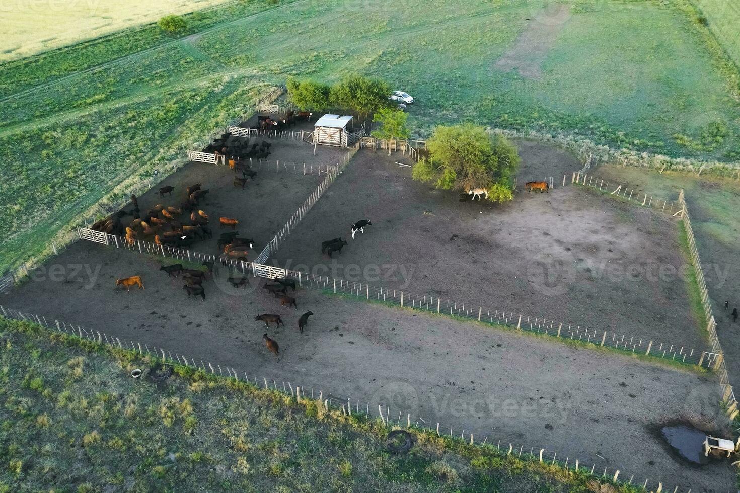 Cattle raising in pampas countryside, La Pampa province, Argentina. photo