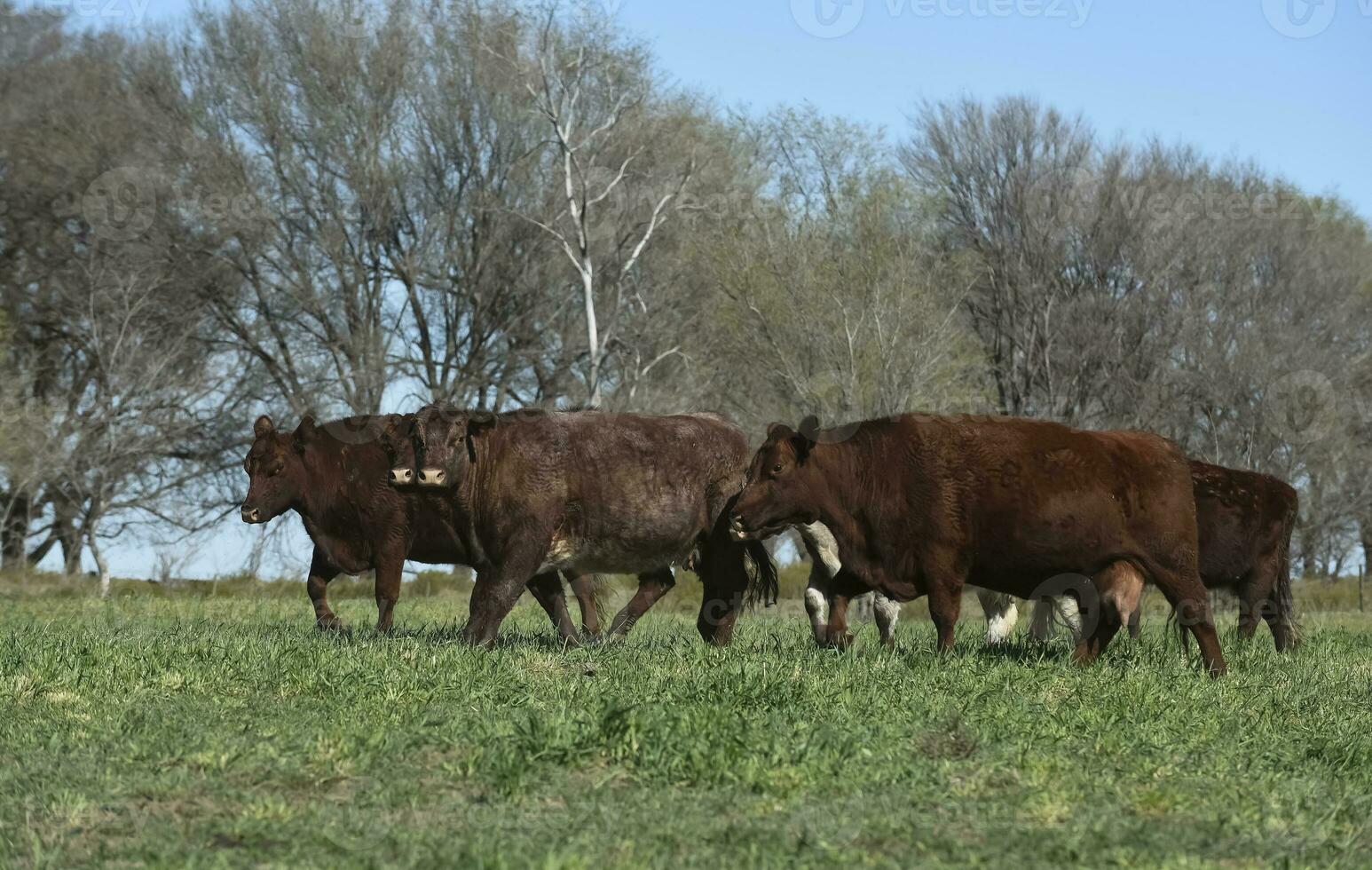 exportar vacas producción en el argentino campo, buenos aires provincia, argentina. foto