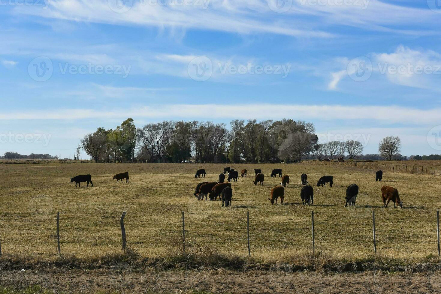 Cattle raising  with natural pastures in Pampas countryside, La Pampa Province,Patagonia, Argentina. photo