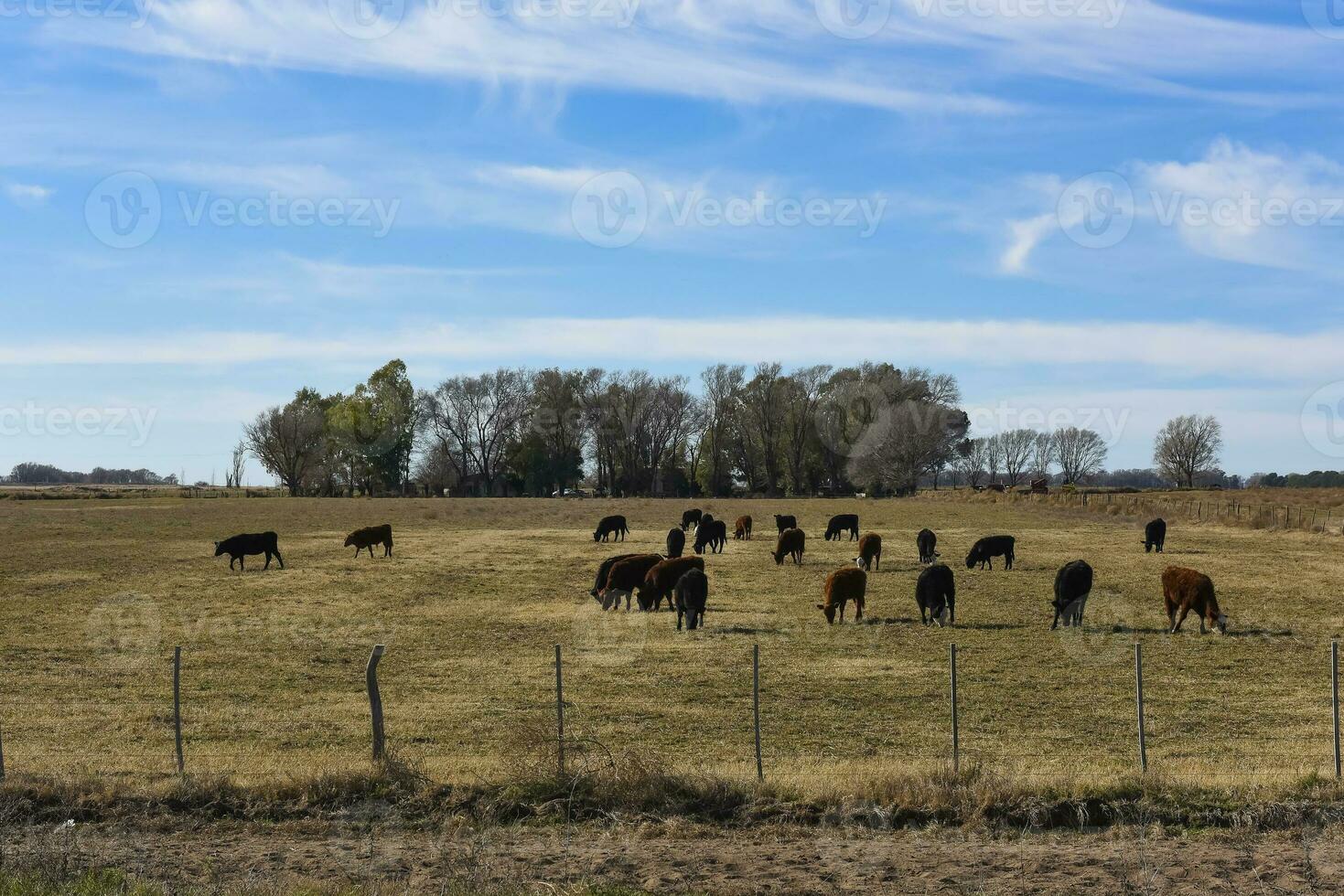 vacas levantamiento con natural pastos en pampa campo, la pampa provincia, patagonia, argentina. foto