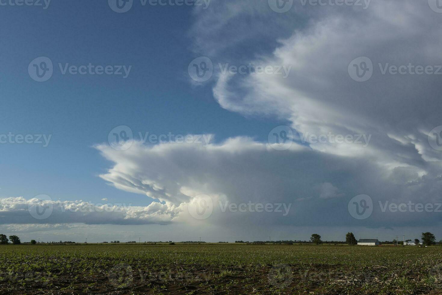 Calden tree landscape, La Pampa province, Patagonia, Argentina. photo