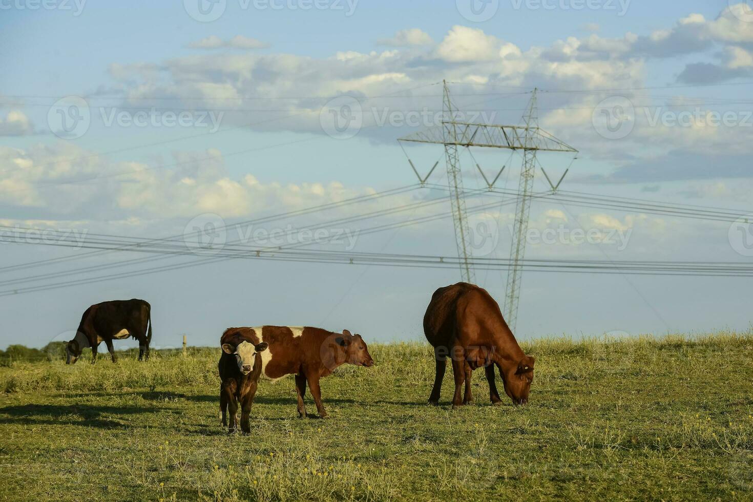 vacas levantamiento con natural pastos en pampa campo, la pampa provincia, patagonia, argentina. foto