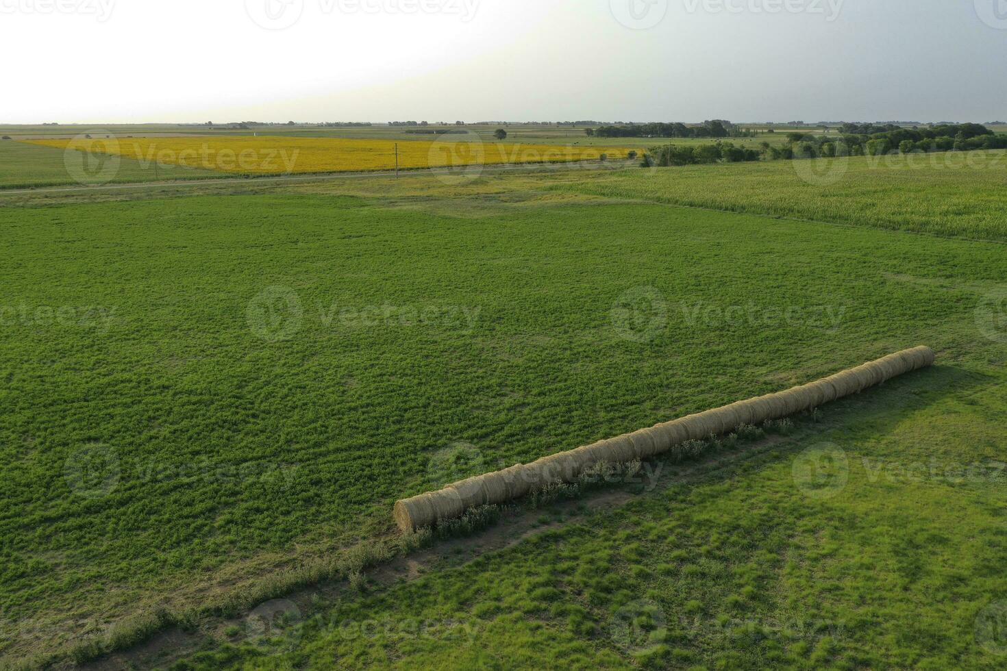 Bale of grass in the countryside, Buenos Aires Province, Argentina photo