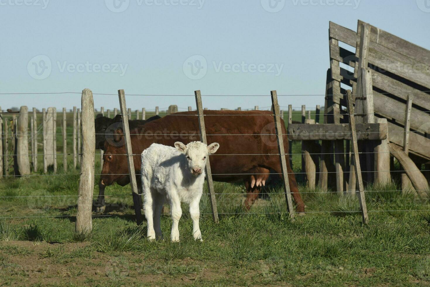 White Shorthorn calf , in Argentine countryside, La Pampa province, Patagonia, Argentina. photo