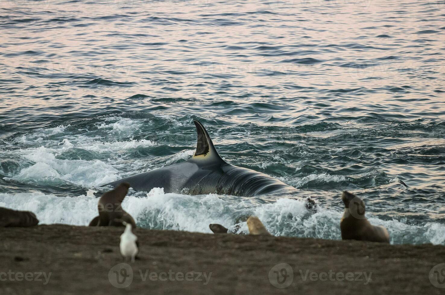 Orca hunt sea lions, Patagonia , Argentina photo