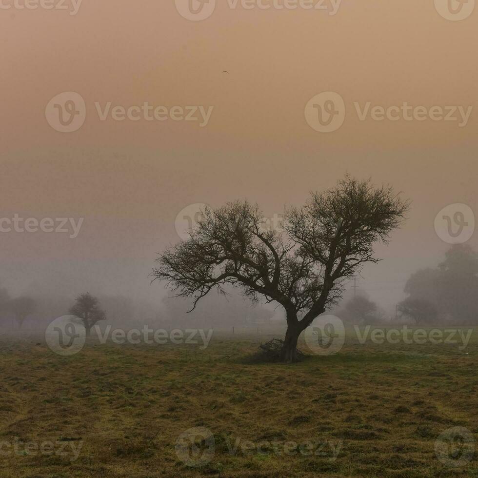 Lonely tree in thick fog at dawn, in Pampas Landscape, La Pampa Province, Patagonia, Argentina. photo