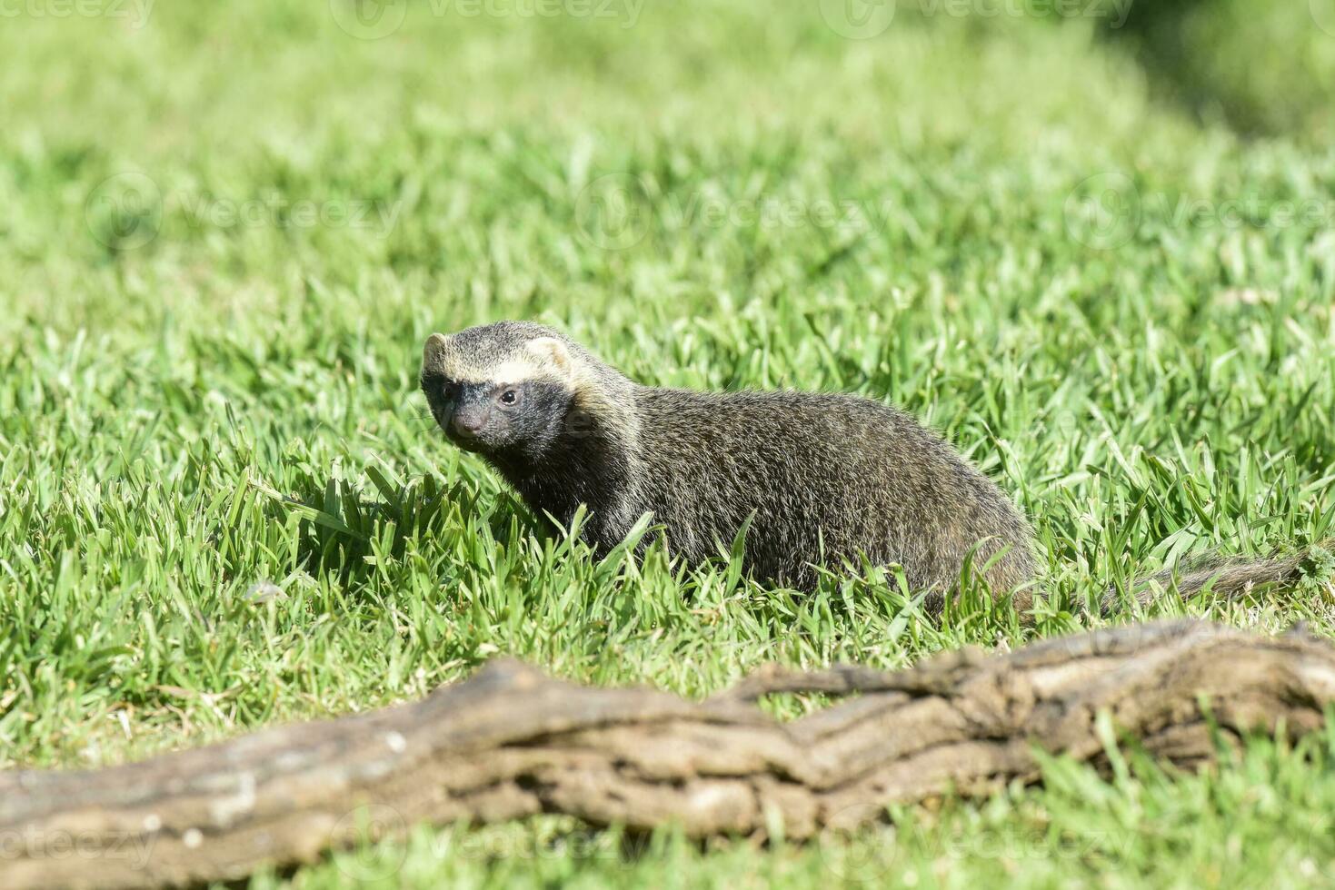 Little grison,mustelid that lives in South America photo