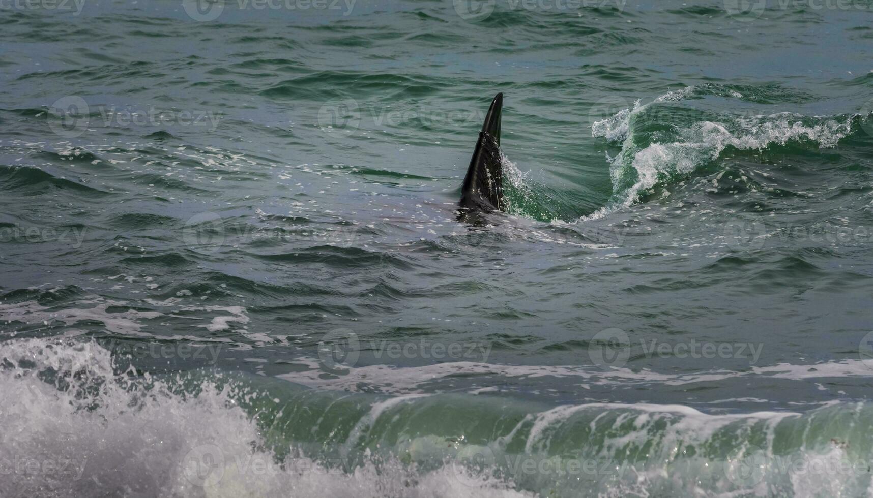 Orcas hunting sea lions, Patagonia , Argentina photo