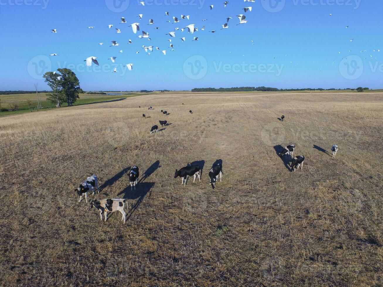 Cows and birds in flight, cattle egret flock, Pampas, Argentina photo
