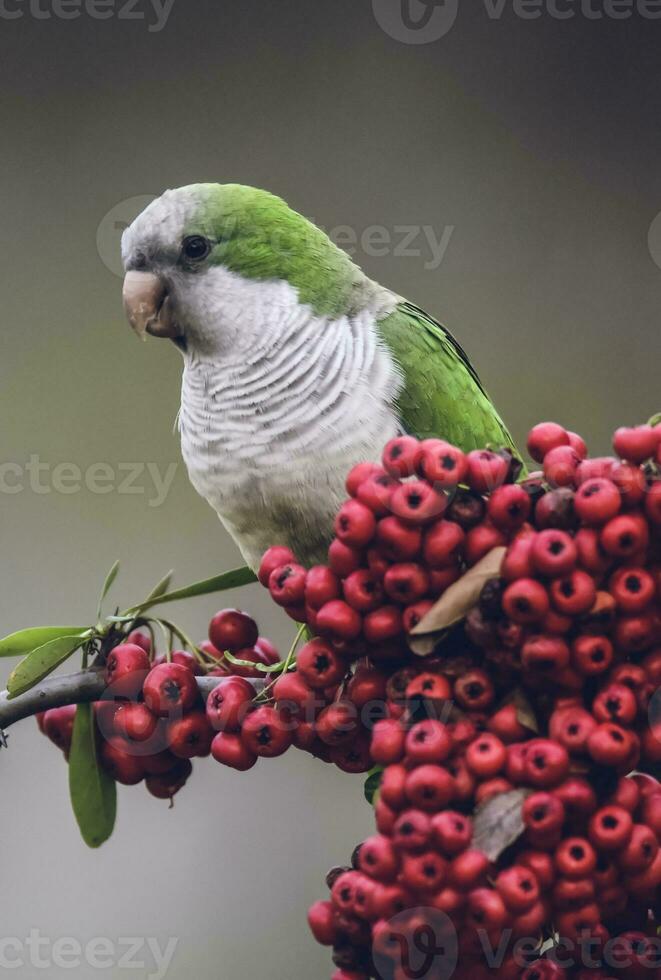 Parakeet,feeding on wild fruits, La Pampa, Patagonia, Argentina photo