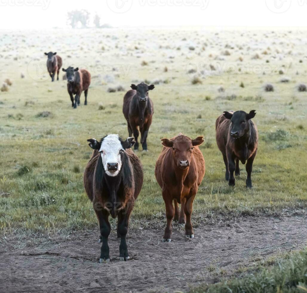 Intensive breeding of cows, Argentine meat production photo