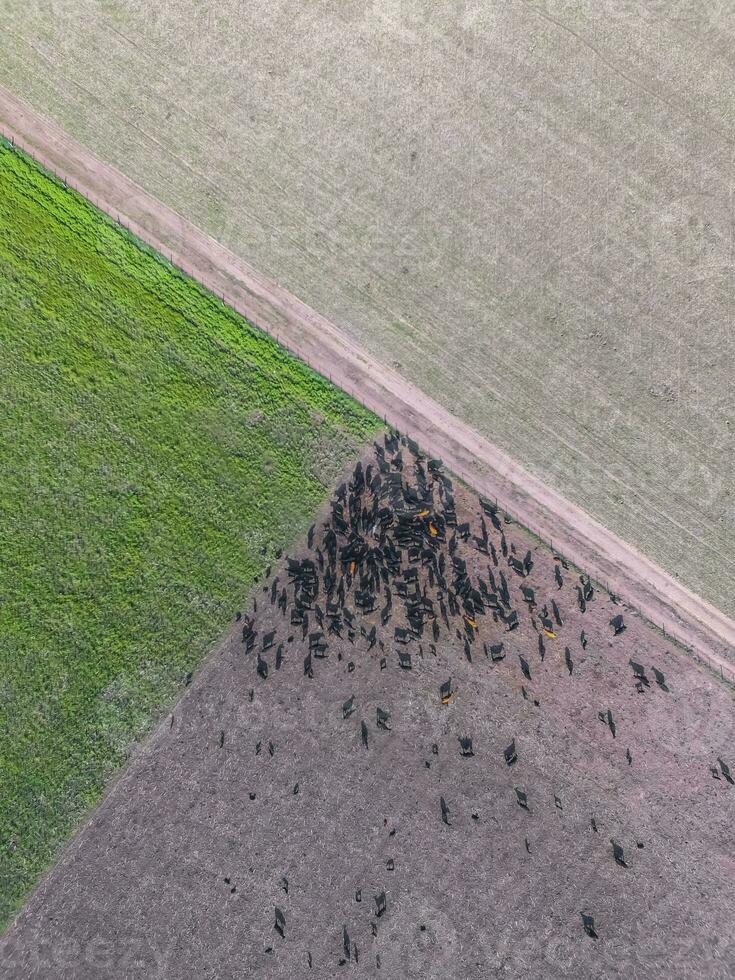 Meat production,  livestock in Pampas region, Aerial view,Argentina photo