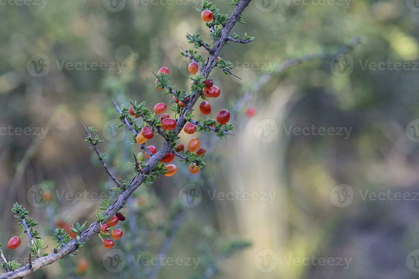 Small red wild fruits in the Pampas forest, Patagonia, Argentina photo