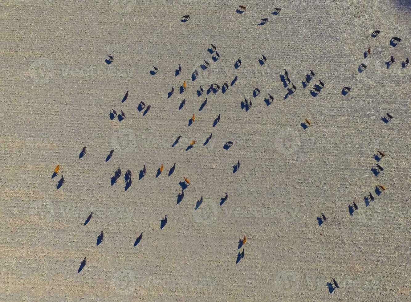 Large scale meat production in Argentina, aerial view of a batch of cows photo