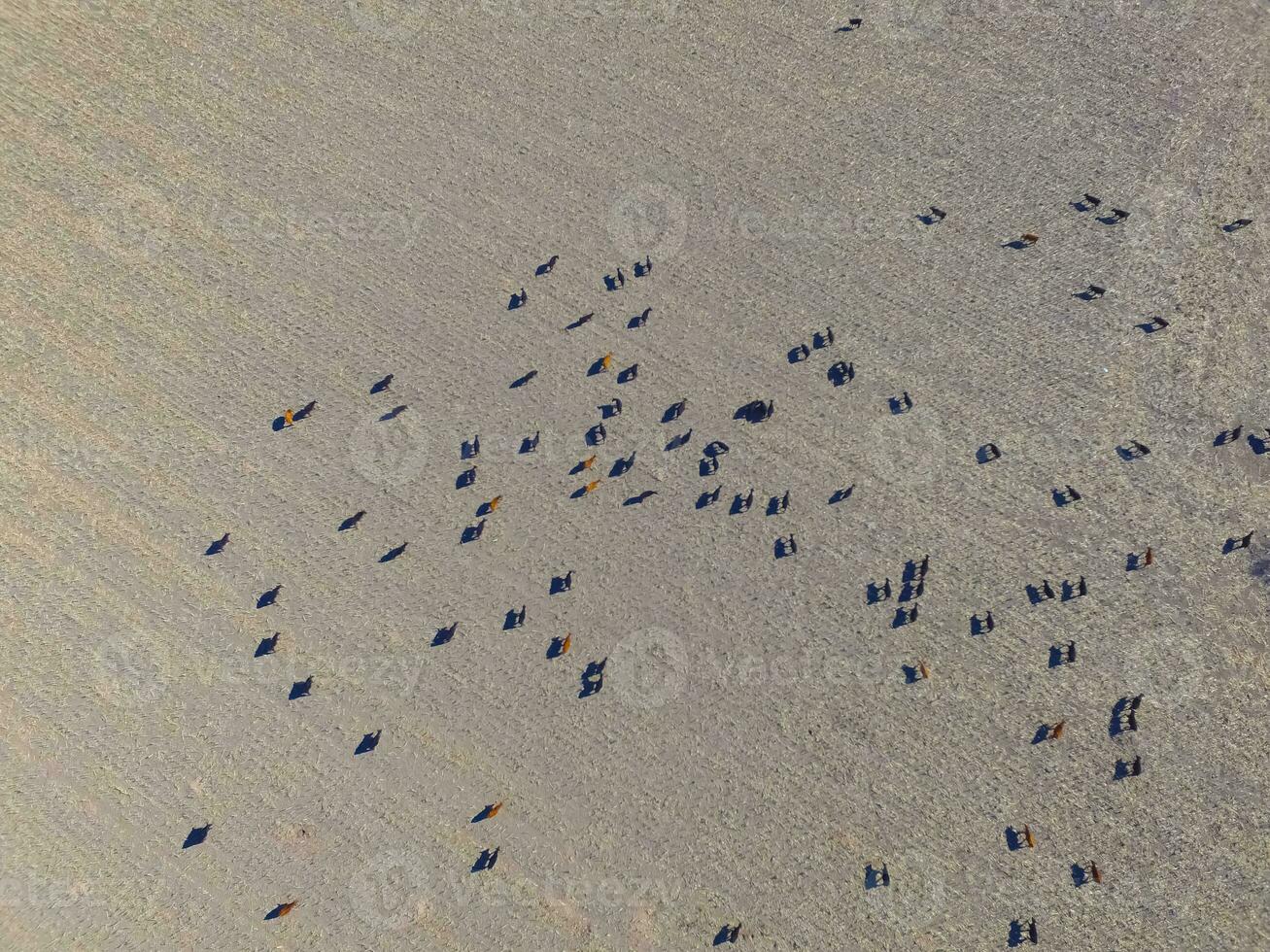 Large scale meat production in Argentina, aerial view of a batch of cows photo