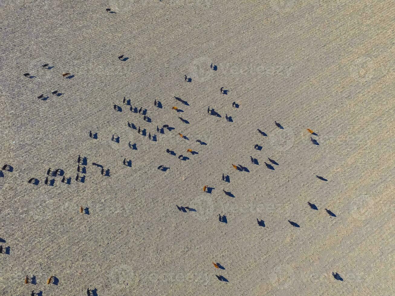 Large scale meat production in Argentina, aerial view of a batch of cows photo