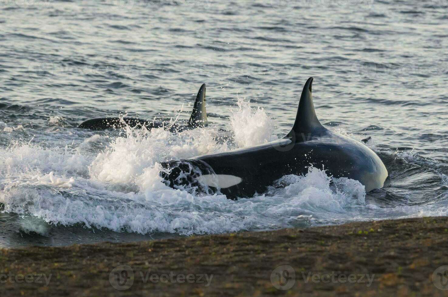 Orca attacking sea lions, Patagonia Argentina photo