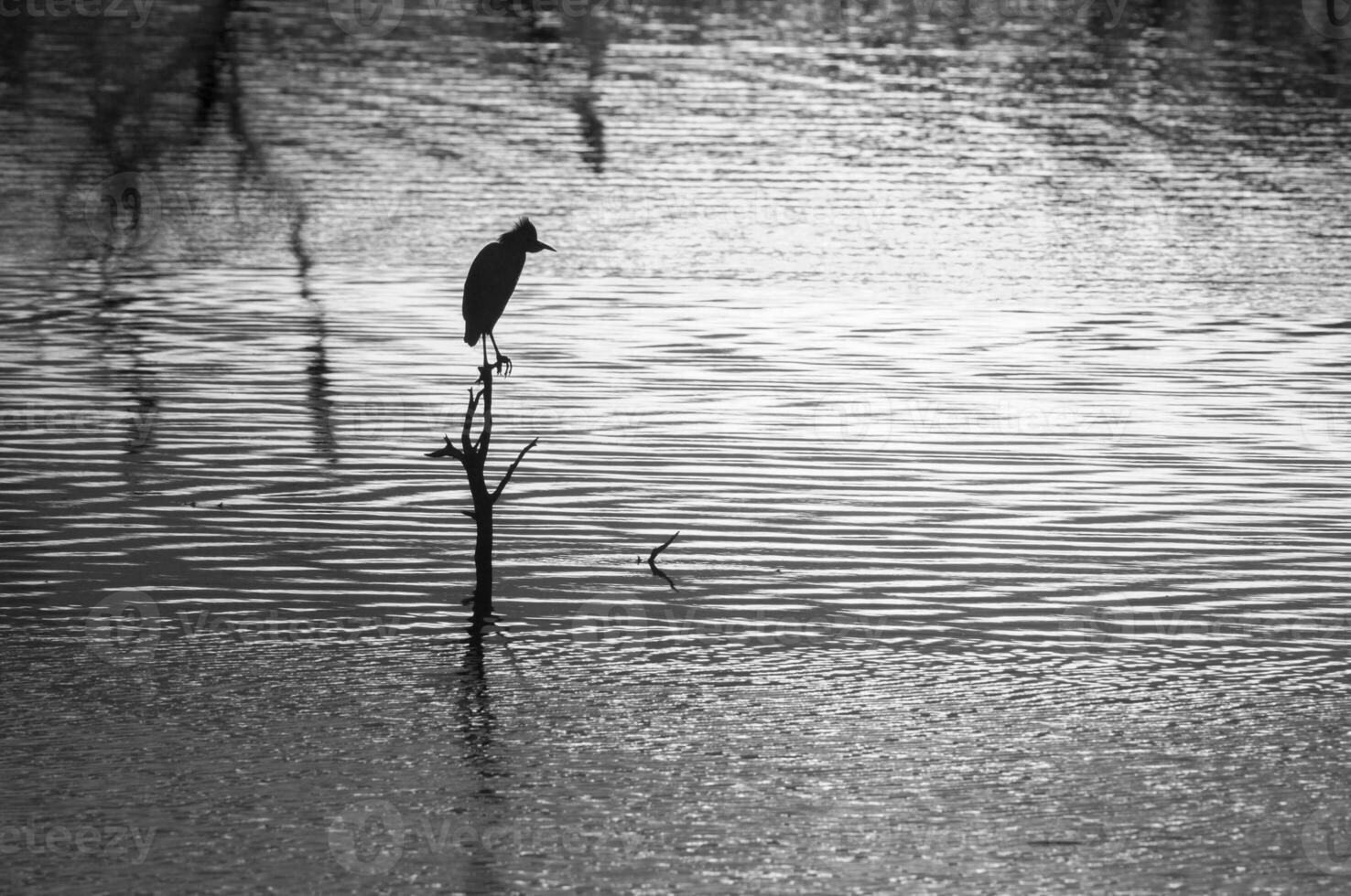 Great White Egret at sunset landscape, La Pampa, Province, Patagonia, Argentina. photo