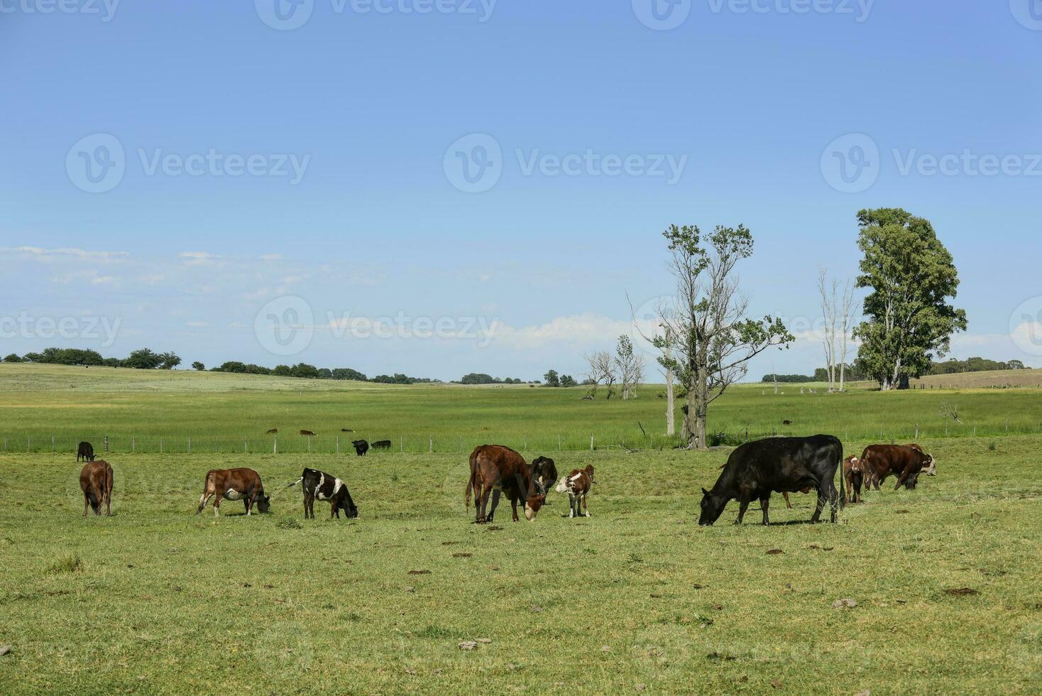 Cattle in Argentine countryside, Buenos Aires Province, Argentina. photo