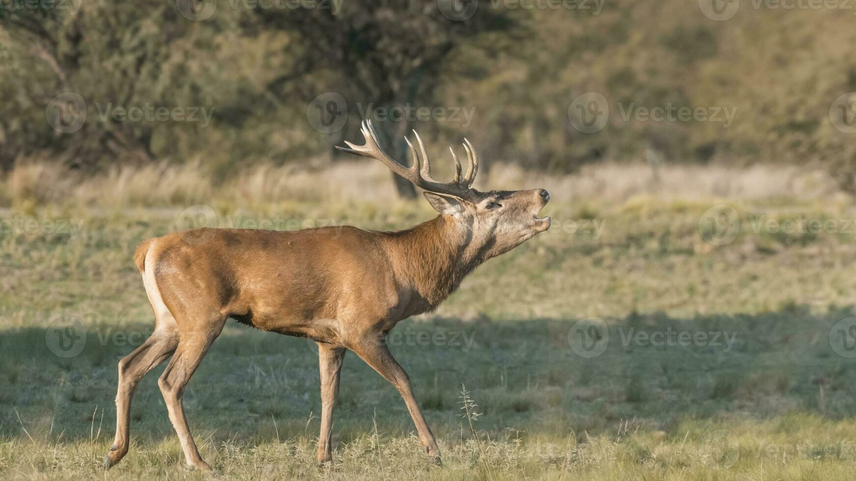 Female Red deer herd in La Pampa, Argentina, Parque Luro Nature Reserve photo
