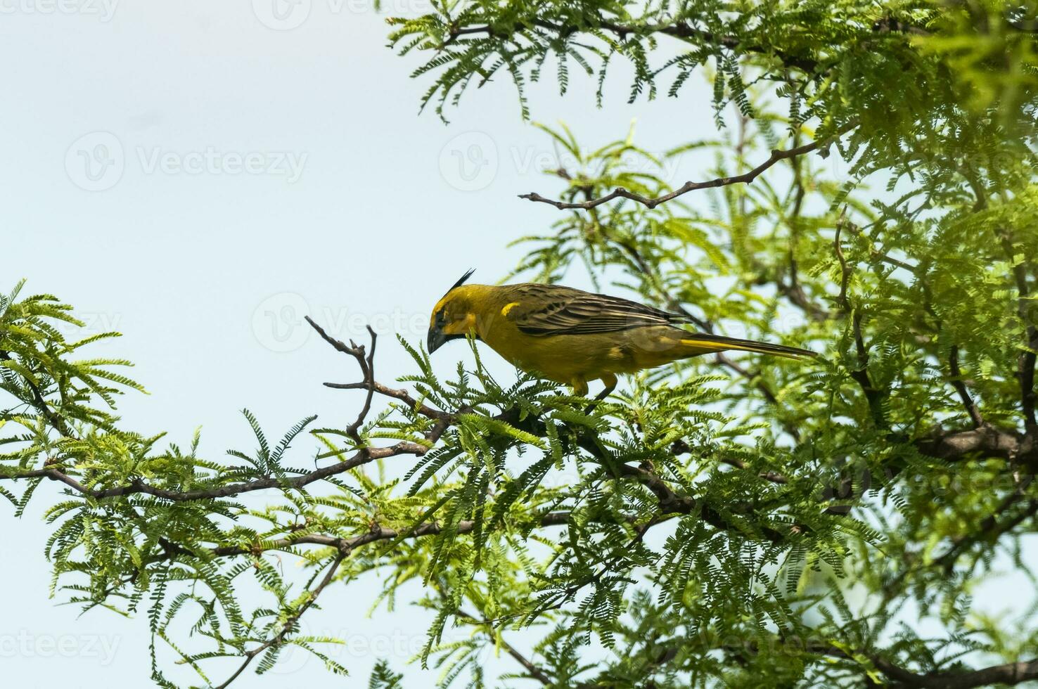 Yellow Cardinal, Gubernatrix cristata, Endangered species in La Pampa, Argentina photo