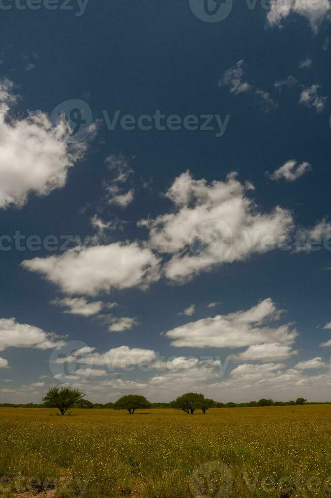 pampa árbol paisaje, la pampa provincia, Patagonia, argentina. foto