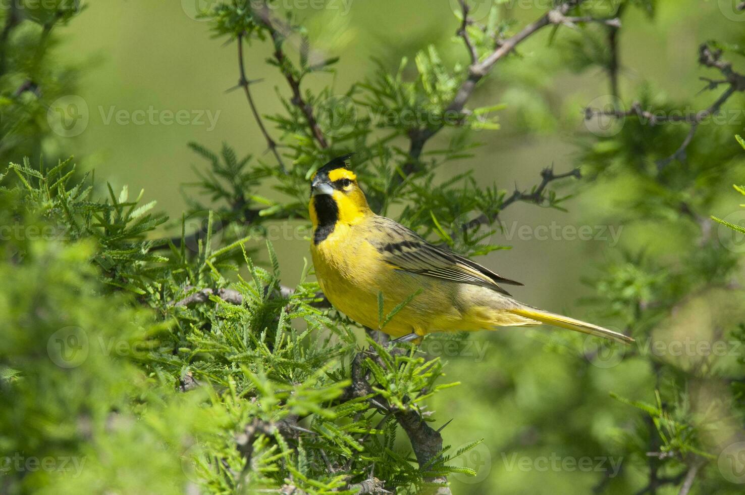 Yellow Cardinal, Gubernatrix cristata, Endangered species in La Pampa, Argentina photo
