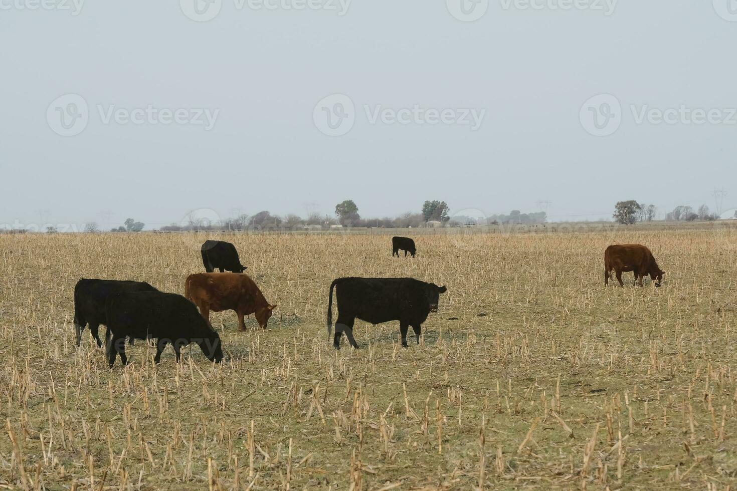 Cattle in Argentine countryside, Pampas, Argentina photo