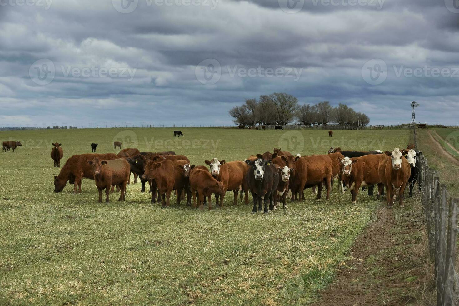 Cattle and  calf sucking, Argentine countryside,La Pampa Province, Argentina. photo