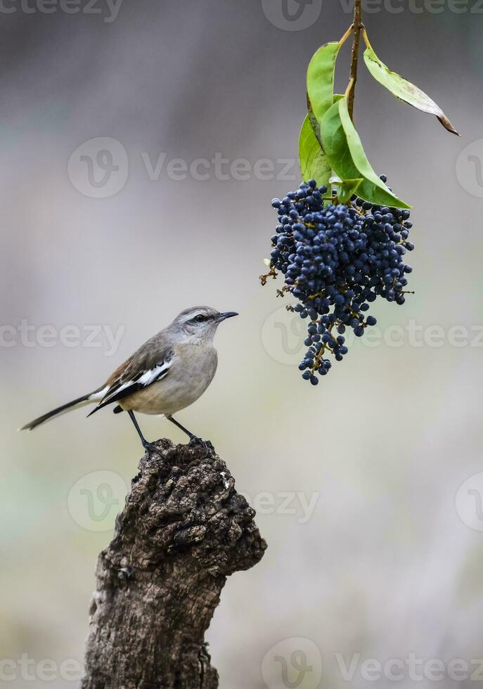 White banded Mockingbird, Patagonia, Argentina photo