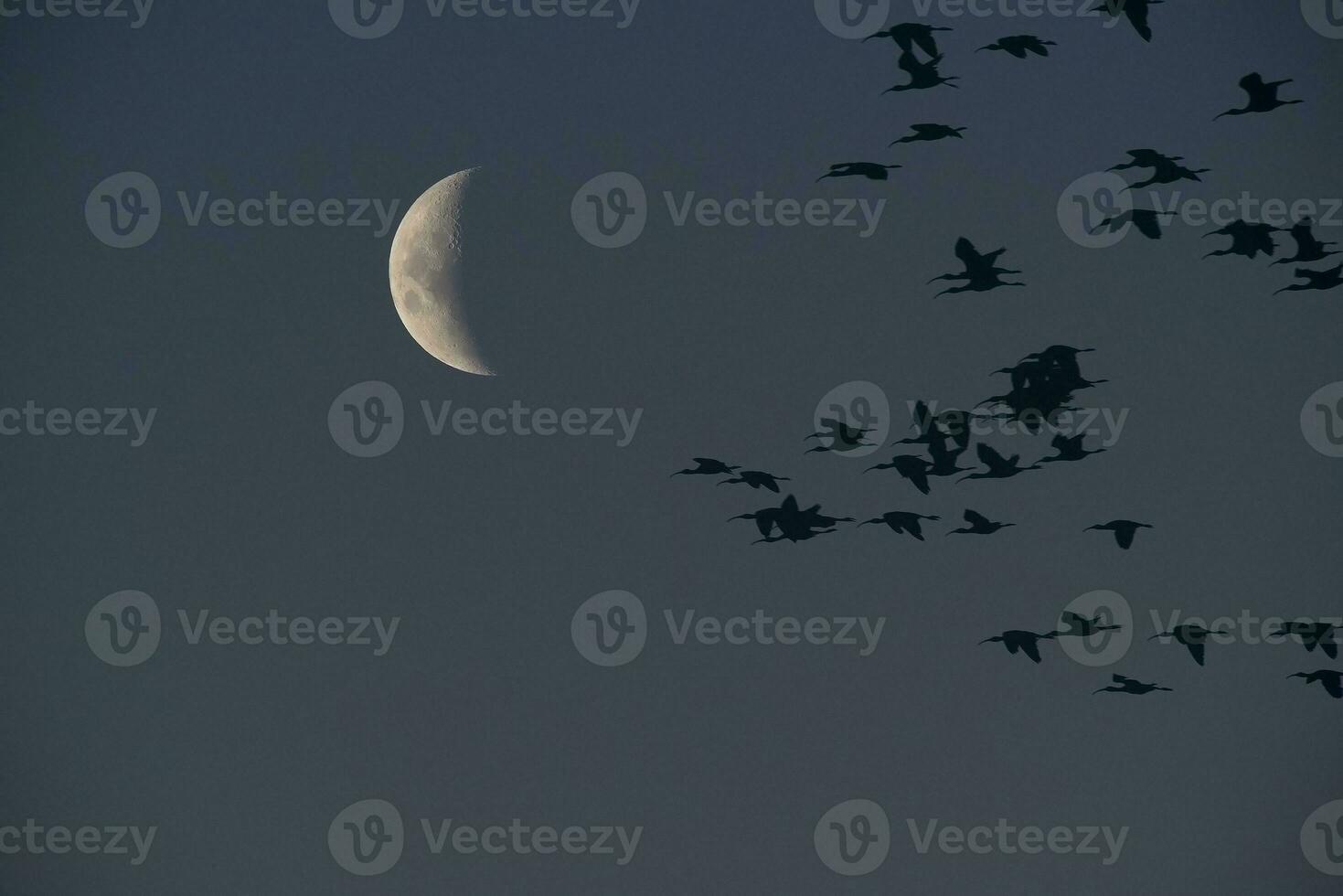 Moon in a clear sky before dark photo