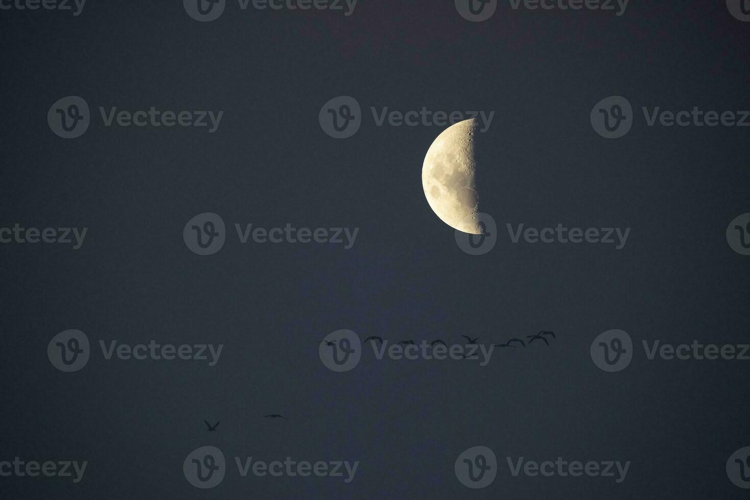 rebaño de aves volador con el Luna en el fondo, la pampa provincia, Patagonia, argentina. foto