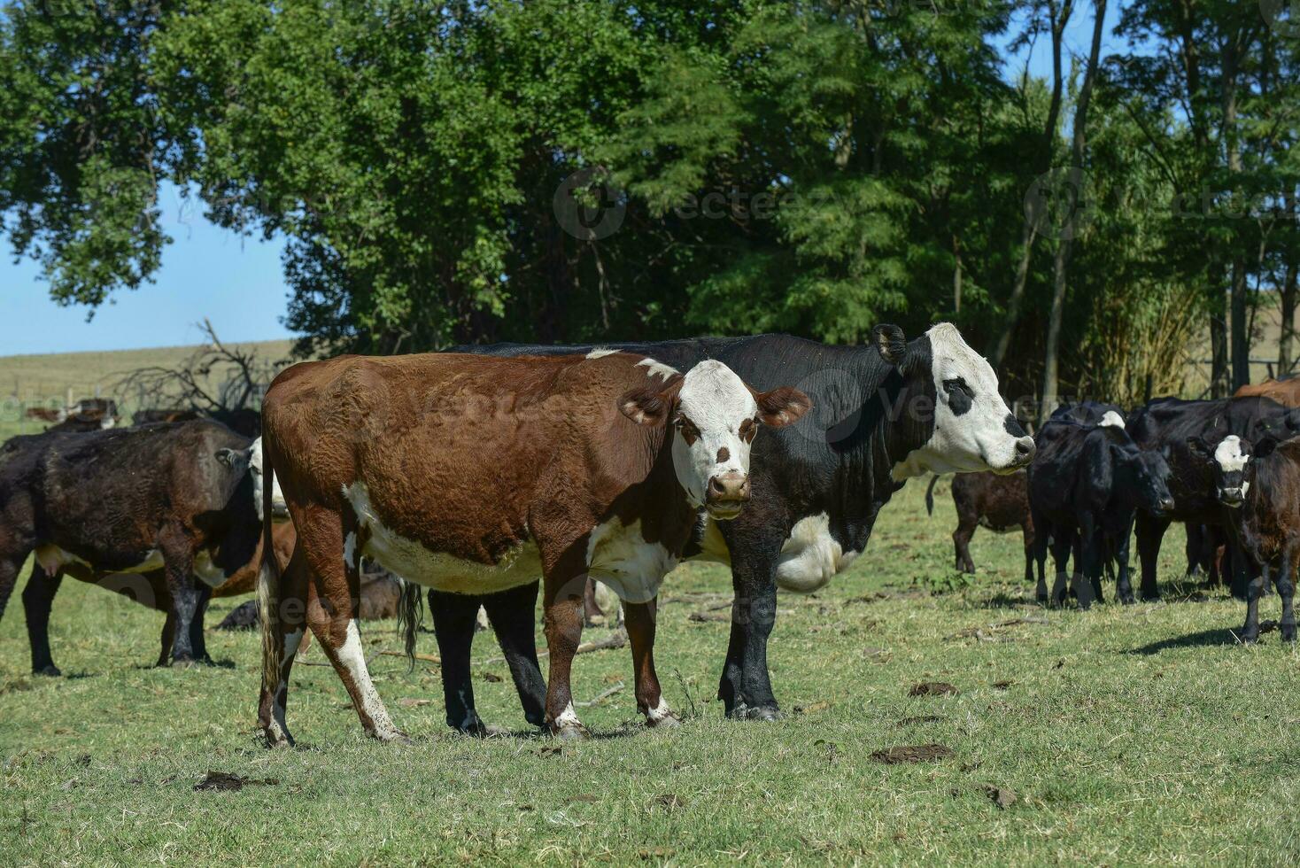 Group of cows looking at the camera, Buenos Aires Province, Argentina photo