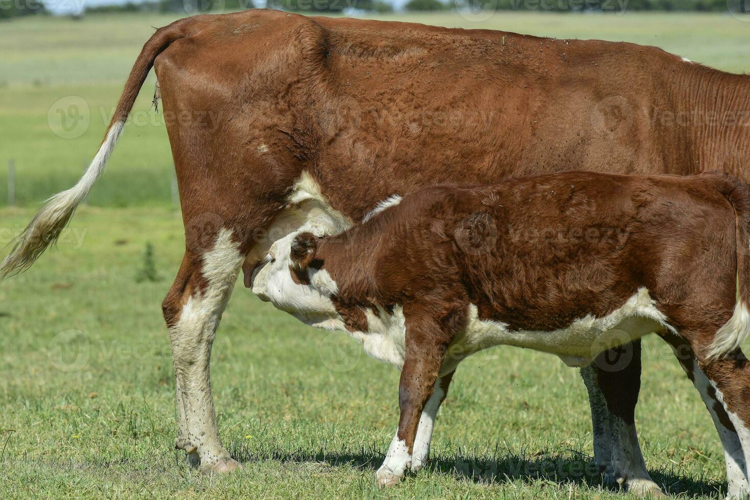 Cattle and  calf sucking, Argentine countryside,La Pampa Province, Argentina. photo