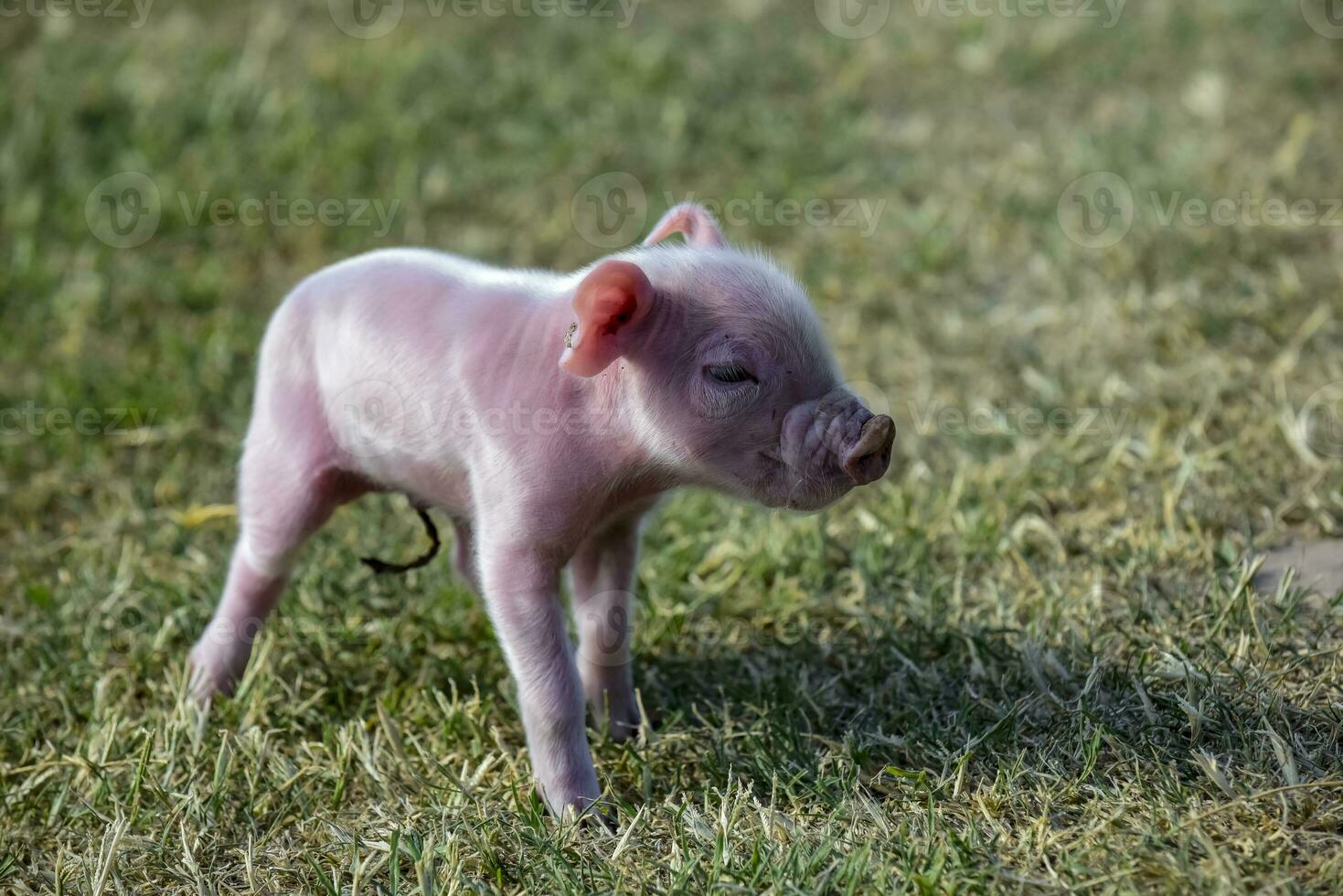 Piglet newborn baby, in farm landscape. photo