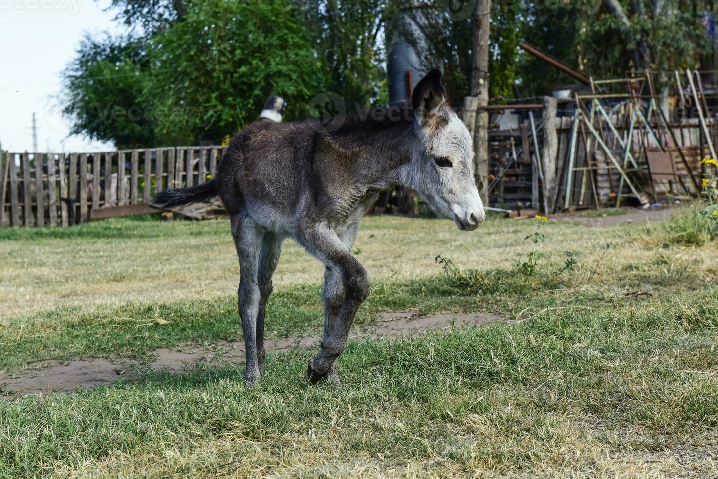 Donkey newborn baby in farm, Argentine Countryside photo