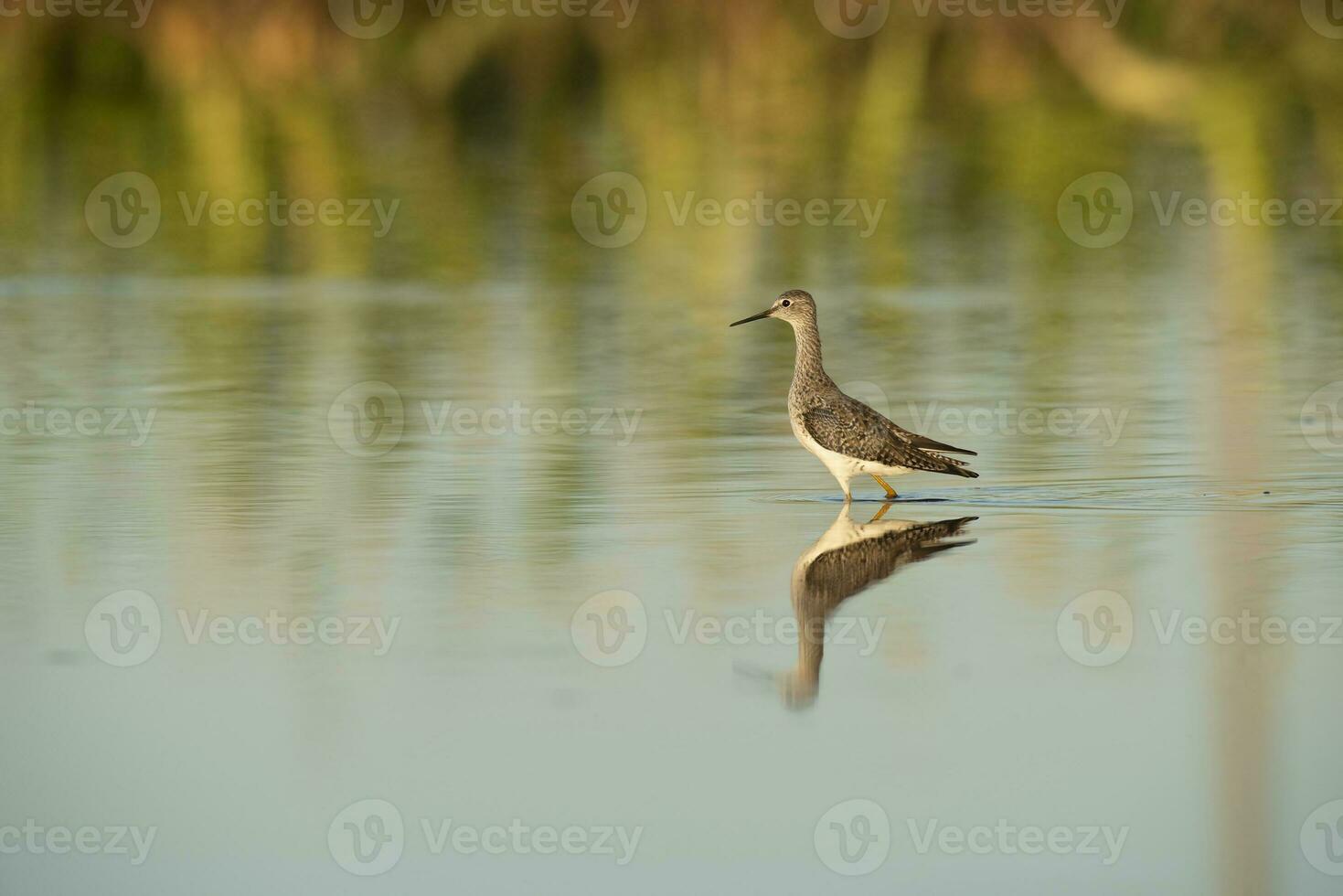 Lesser yellowlegs plover, wading waters of a lagoon, La Pampa, Patagonia, Argentina photo
