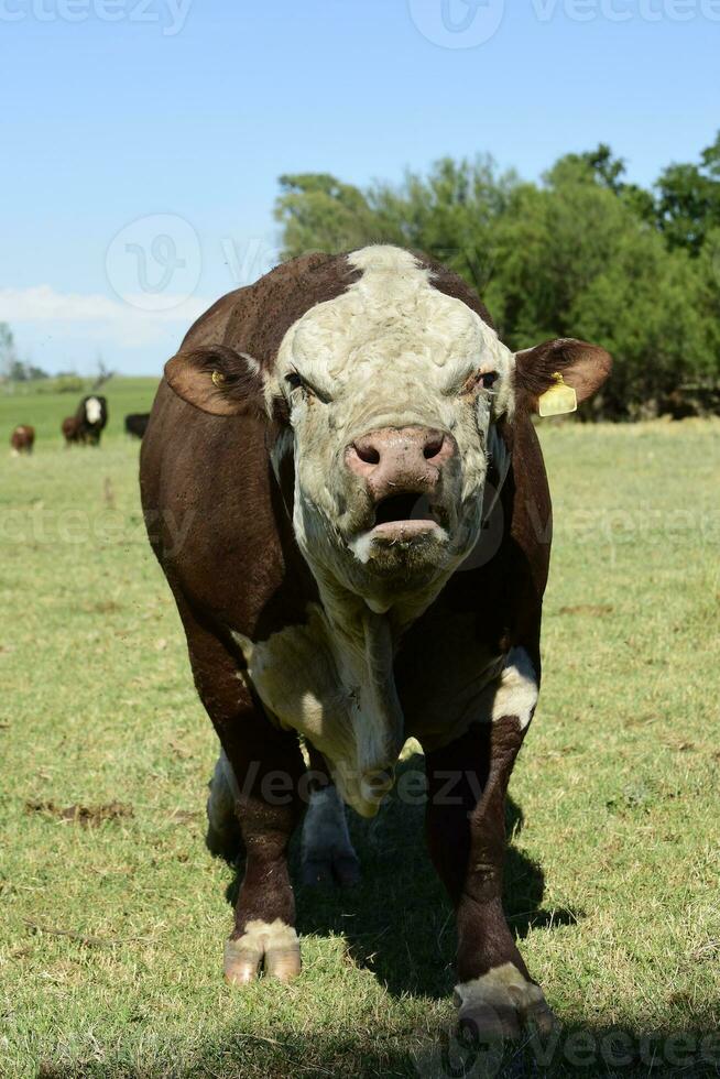 vacas levantamiento con natural pastos en pampa campo, la pampa provincia, patagonia, argentina. foto