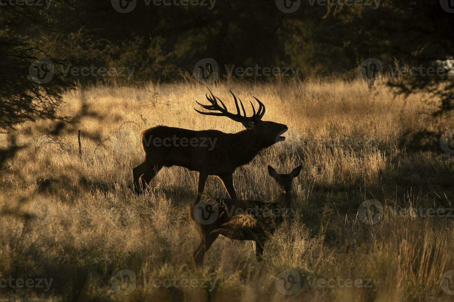 masculino rojo ciervo en la pampa, argentina, parque luro, naturaleza reserva foto