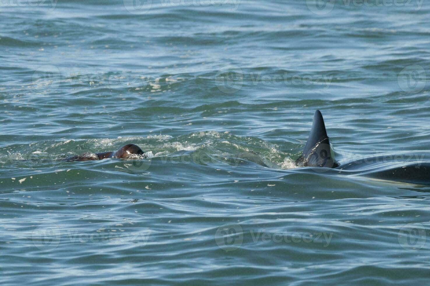 Killer whale hunting sea lions on the paragonian coast, Patagonia, Argentina photo