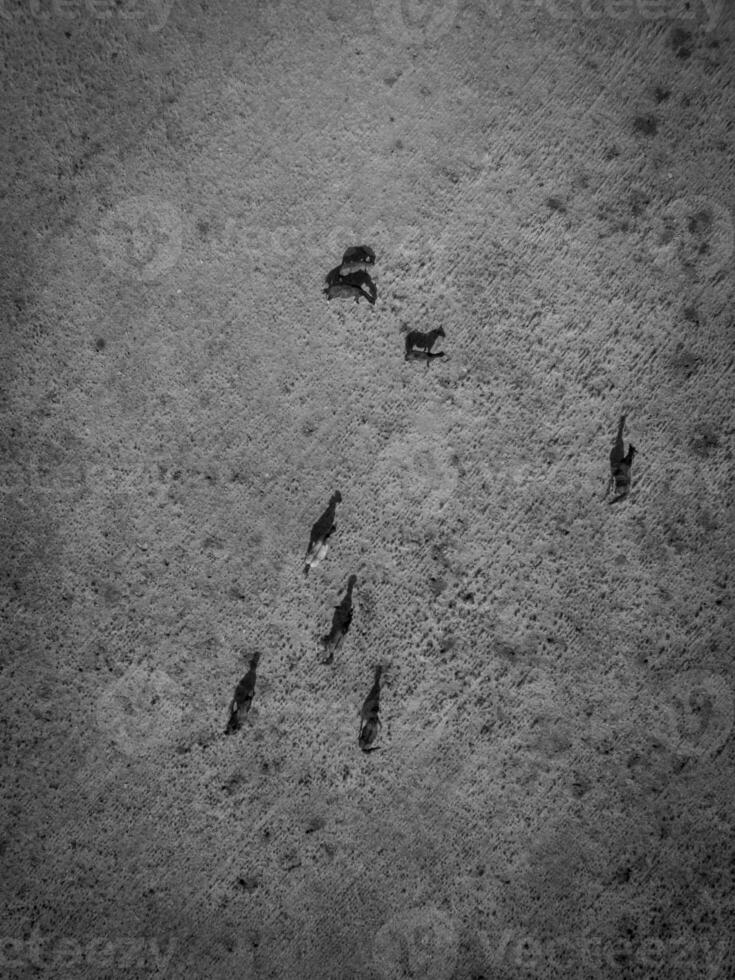 Troop of horses, on the plain, in La Pampa, Argentina photo