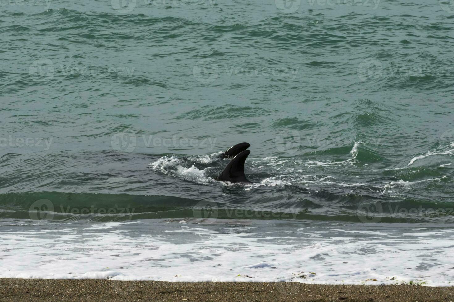Orcas hunting sea lions, Patagonia , Argentina photo